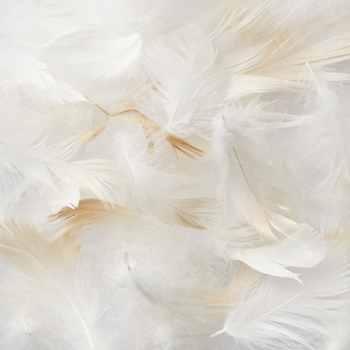 Oreiller en plumes 43 x 63 cm